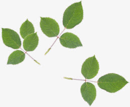 春天漂浮绿叶树枝免抠