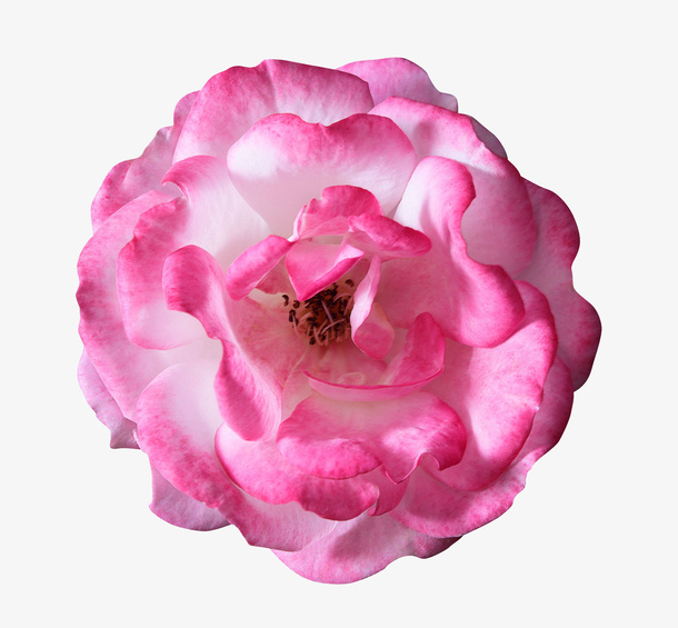 粉色花朵特写免抠