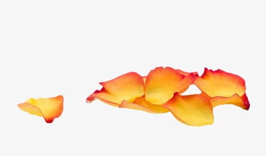 黄色玫瑰花瓣免抠