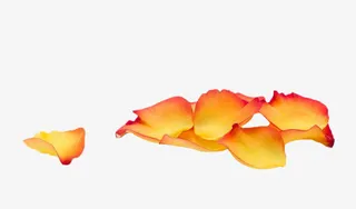 黄色玫瑰花瓣免抠