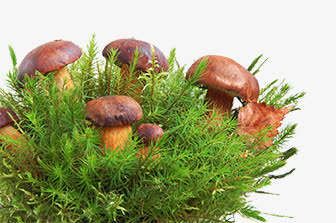野蘑菇免抠