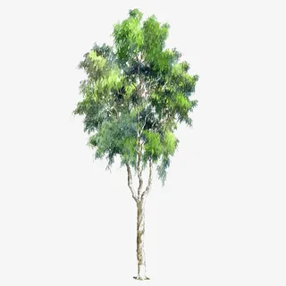 手绘树木素材绿色树木元素免抠