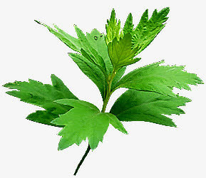 艾叶 艾草 绿叶免抠