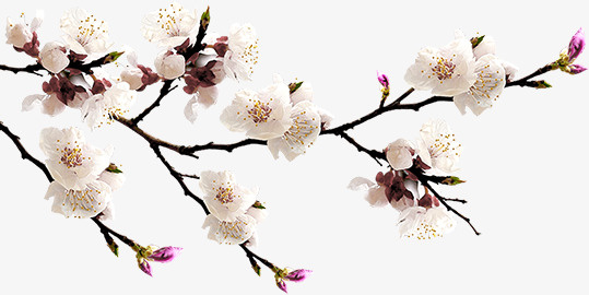 桃花免抠