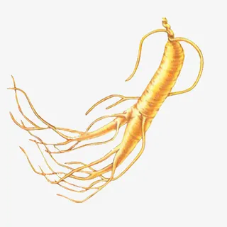 黄色野山参免抠