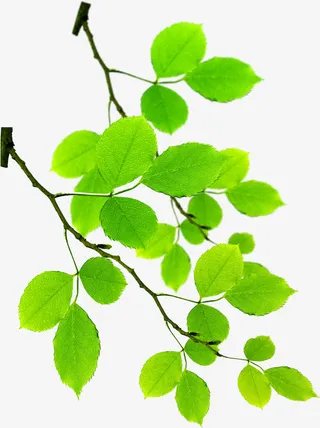 春天绿色树叶树枝免抠