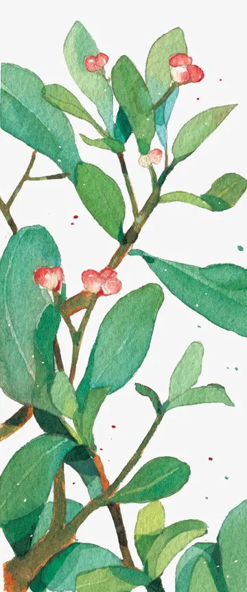 手绘植物免抠