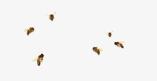 飞舞的蜜蜂免抠