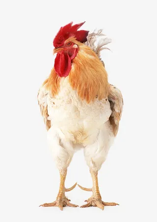 鲜红的土公鸡免抠