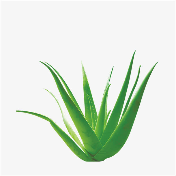 芦荟免抠