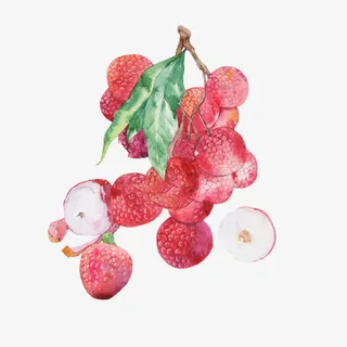 荔枝手绘画素材图片免抠