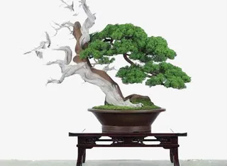 一盆精美盆景免抠