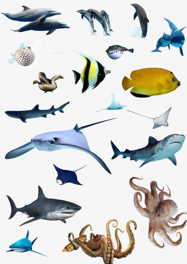 海洋生物素材集合免抠