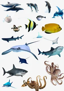 海洋生物素材集合免抠 海洋生物素材集合免抠