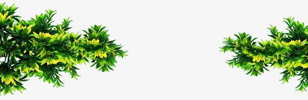 绿色树枝免抠
