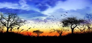 魔幻夕阳飞鸟森林草地高清