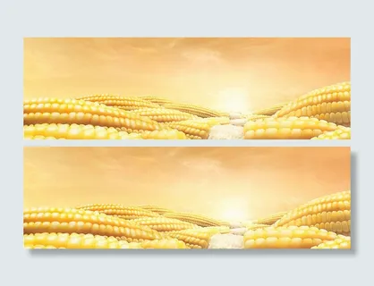 玉米背景高清