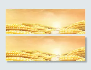 玉米背景高清