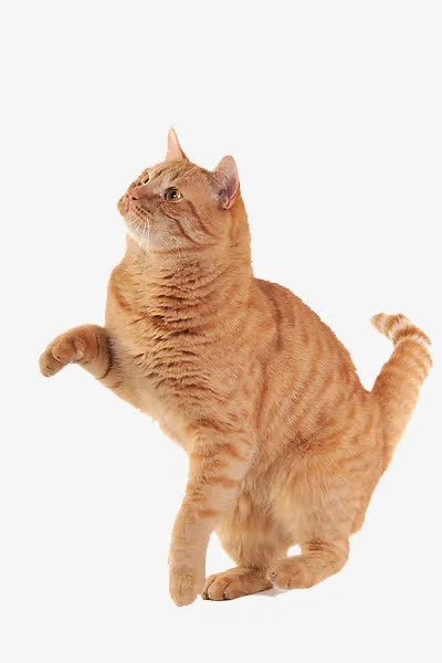 猫咪免抠