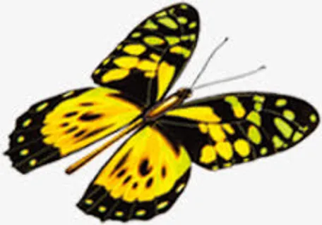 手绘黄色逼真蝴蝶免抠