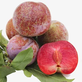 三华李摄影免抠