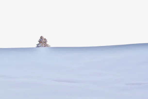雪地松树免抠