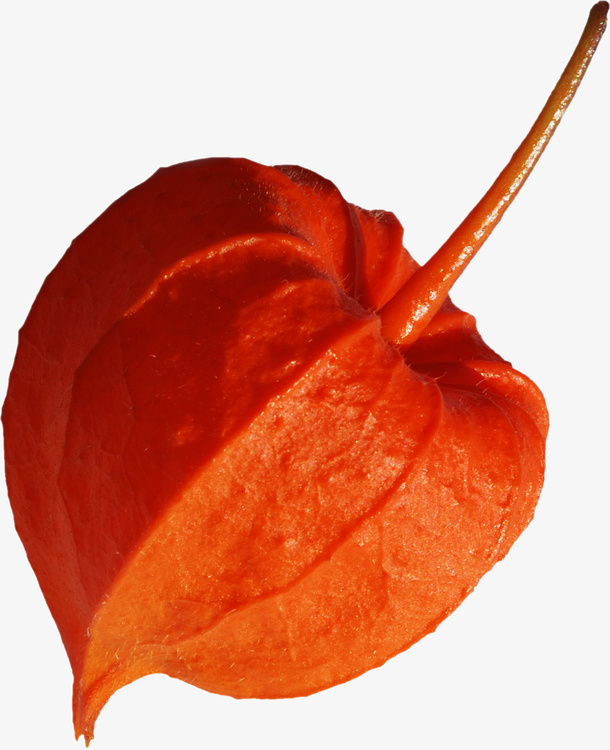 红色灯笼花免抠