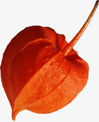 红色灯笼花免抠