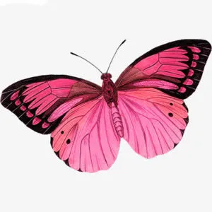 蝴蝶节日素材PNG免抠图素材免抠