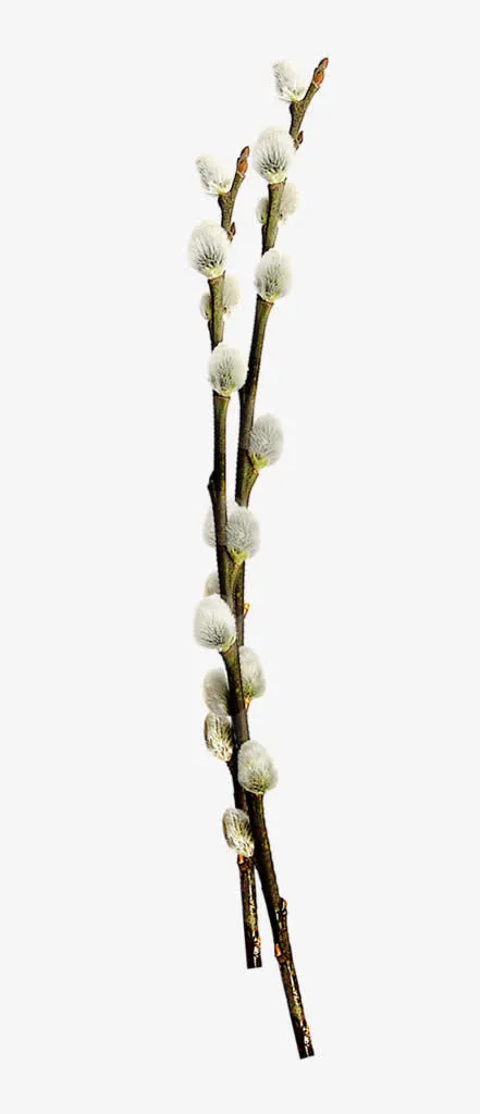 树枝植物白色花苞免抠