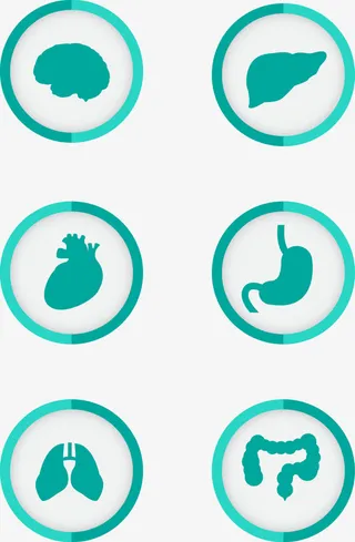 矢量人体器官图标免抠