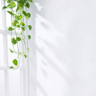 墙边植物背景高清