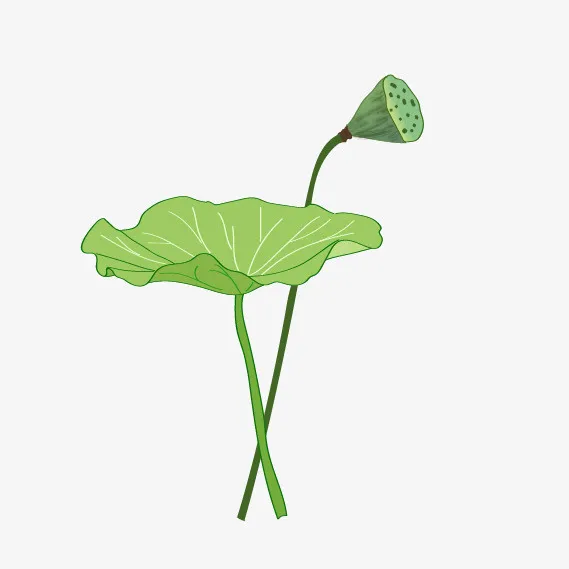 卡通端午节荷叶插画装饰图案免抠