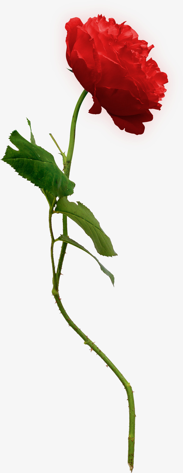 红色玫瑰花免抠
