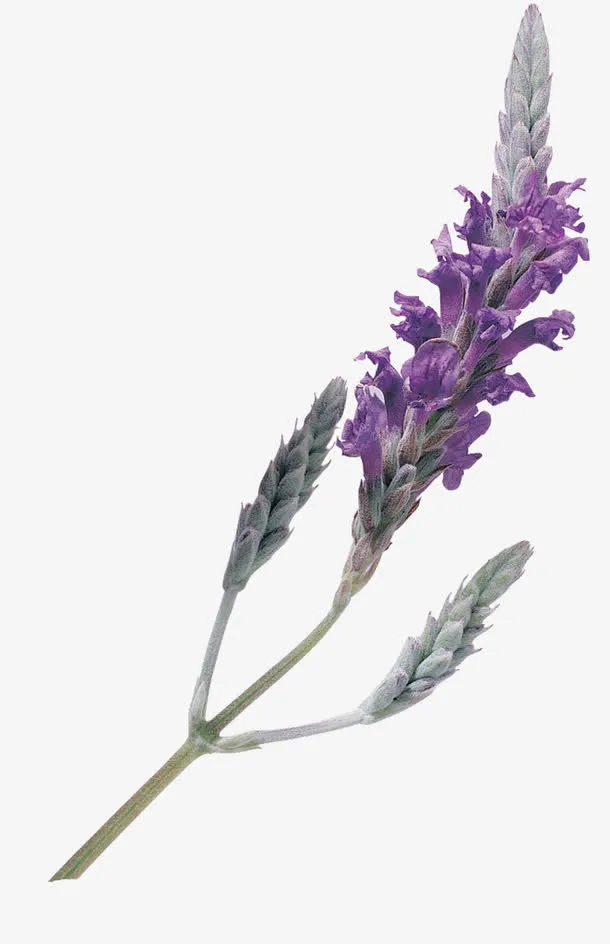 快开放的花朵免抠