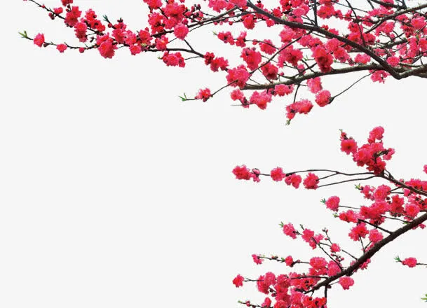 梅花免抠