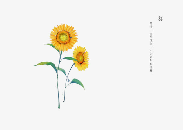 手绘花卉免抠
