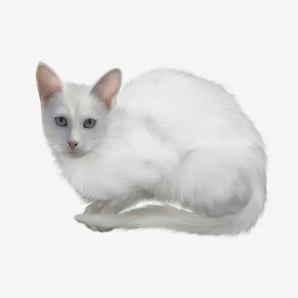土耳其安哥拉猫免抠