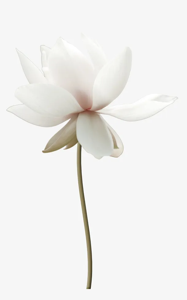 白色莲花荷花装饰图案免抠