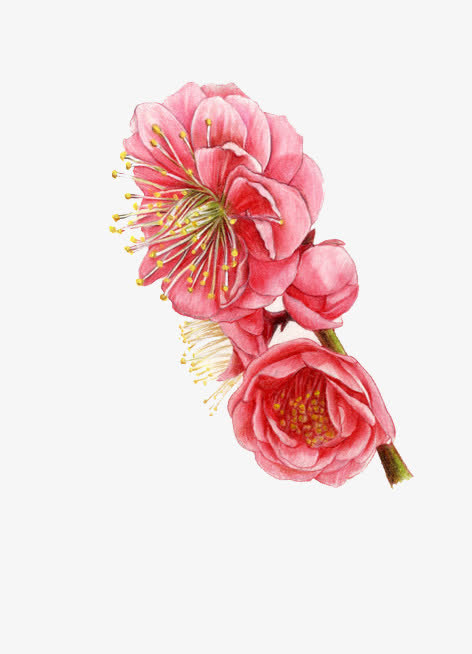 手绘腊梅免抠