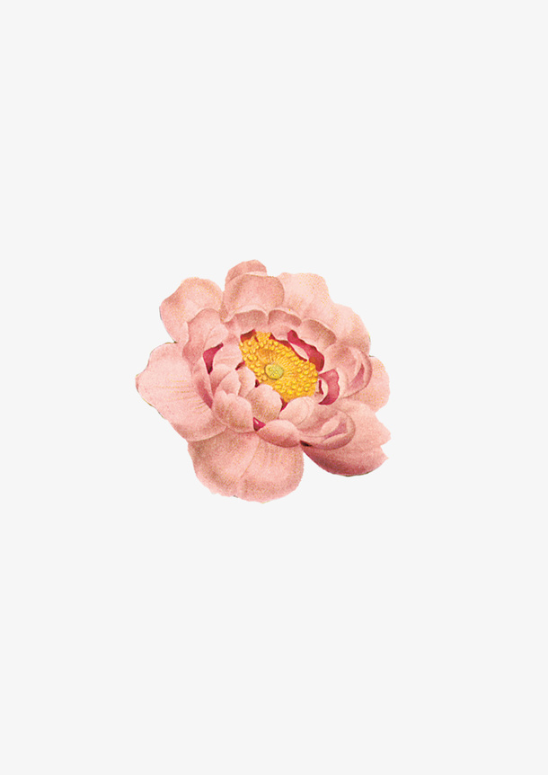 花朵手绘鲜花免抠