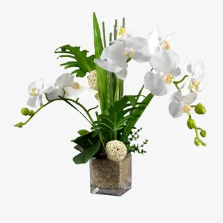 白色蝴蝶兰花盆免抠 白色蝴蝶兰花盆免抠