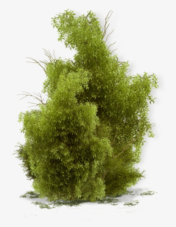 绿色大团植物png素材免抠