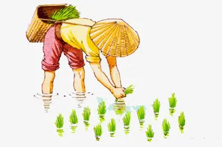 卡通农民插秧免抠