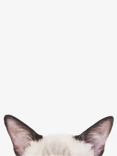 猫耳朵个性免抠