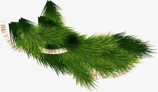 圣诞节松叶装饰免抠
