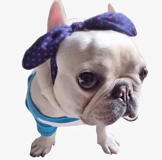 长相特殊的狗免抠 长相特殊的狗免抠