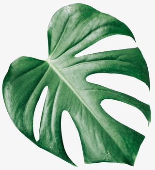 写实的水彩大片叶子免抠