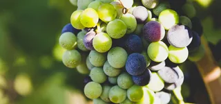 葡萄背景图高清