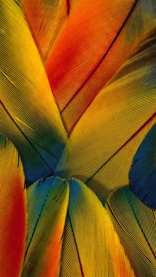 橙色羽毛H5背景高清